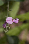 Downy milkpea